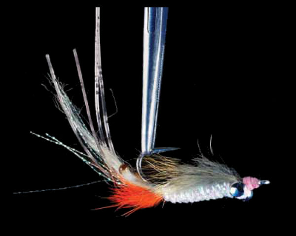 Bachman's Spawning Shrimp #4