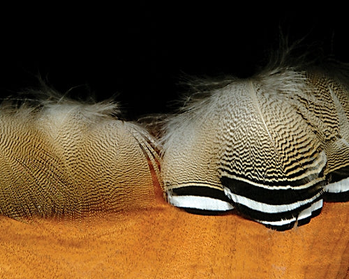 Woodduck Feathers